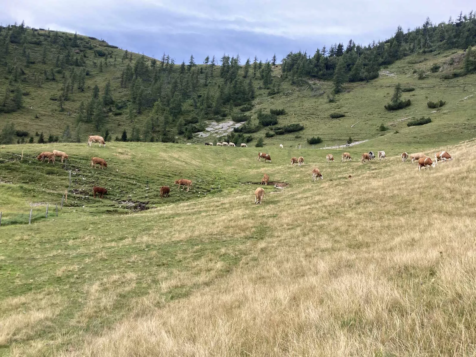 Mutterkuhhaltung am Biohof Janezic