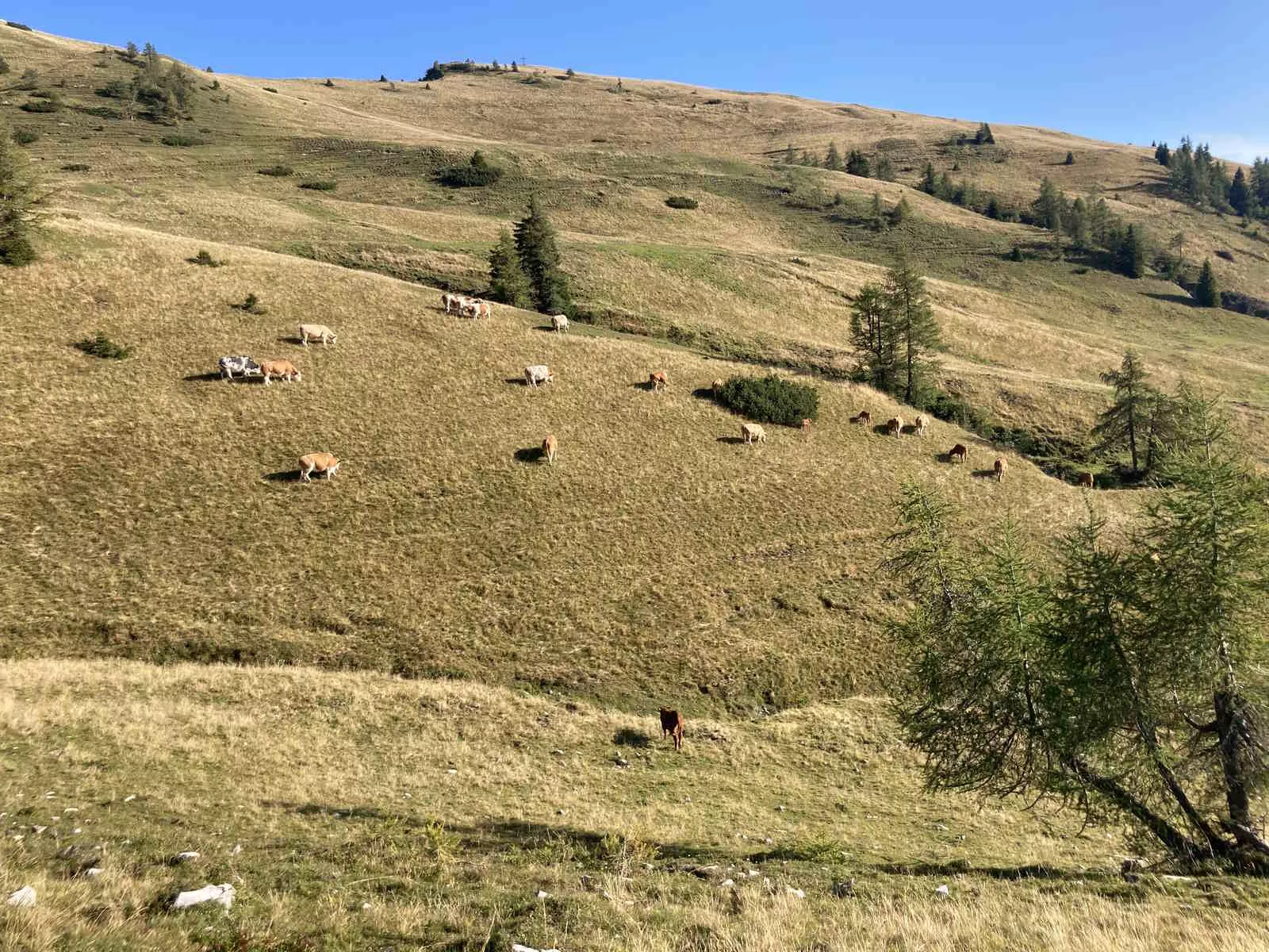 Mutterkuhhaltung am Biohof Janezic